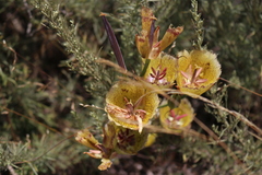 Calochortus weedii intermedius