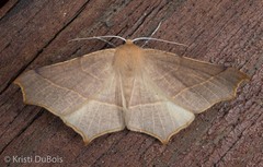 Tetracis cervinaria