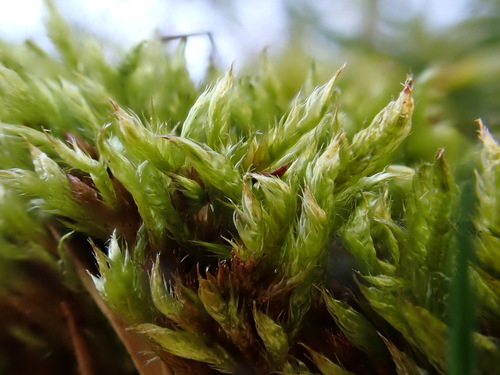 Hypnum cupressiforme var. subjulaceum