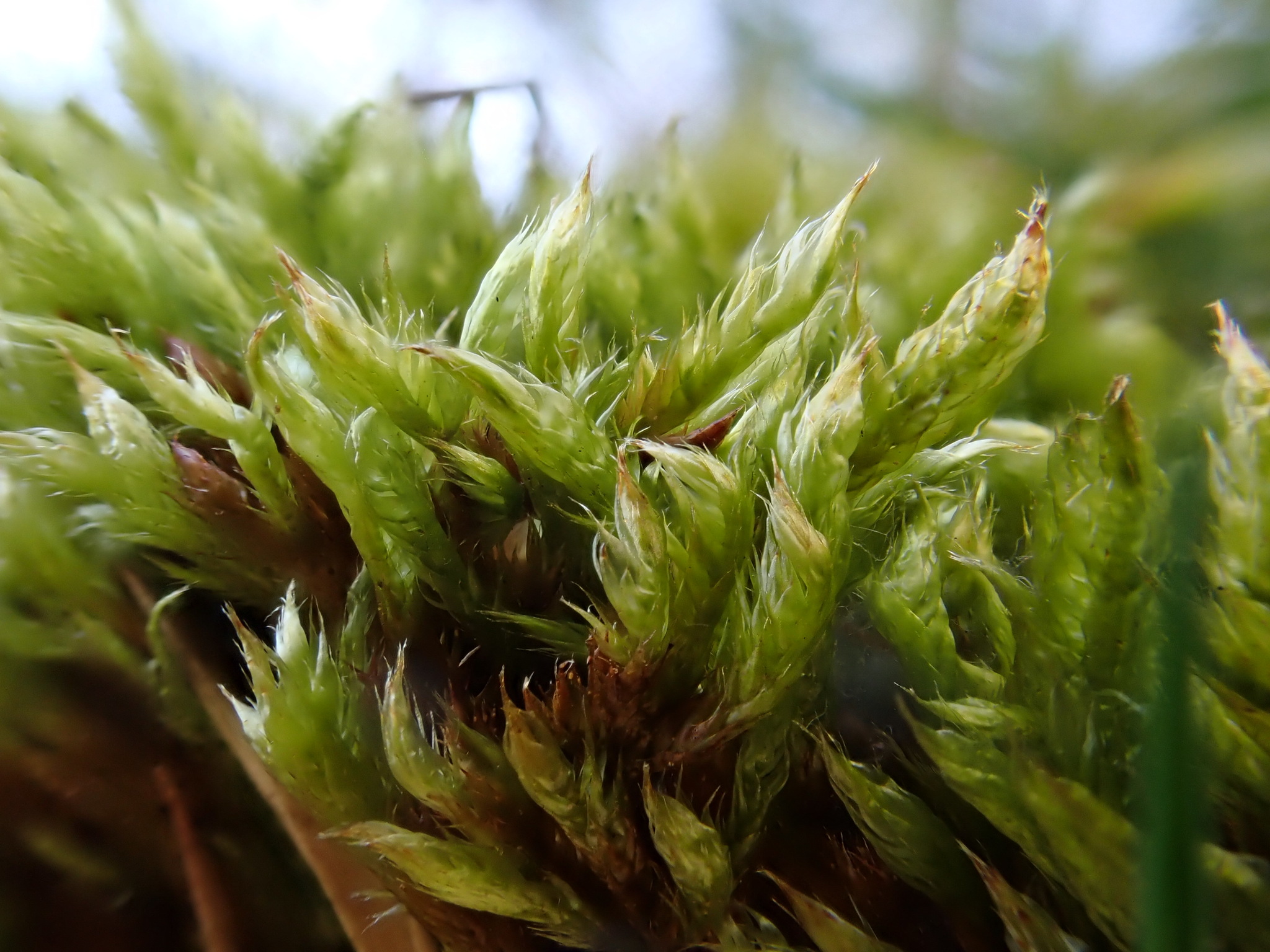 Hypnum cupressiforme var. subjulaceum