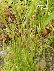 Eleocharis occulta