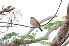 Turdus rufopalliatus graysoni
