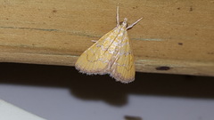 Xanthophysa psychicalis