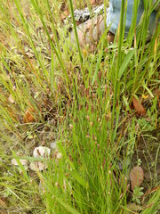 Eleocharis occulta