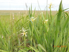 Iris halophila
