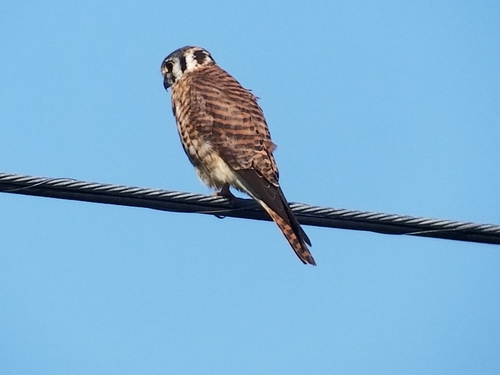 Falco image