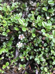 Cotoneaster morrisonensis