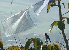 Pycnonotus leucogenys