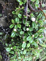 Cotoneaster morrisonensis