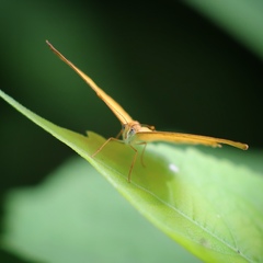 Dryas