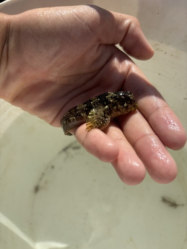 Trigloid blenny (Lipophrys trigloides) — Blenniidae — 2