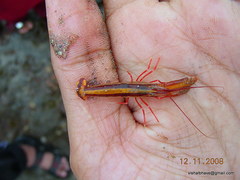 Alpheidae