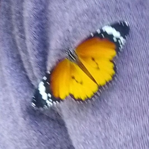 Plain Tiger Butterfly
