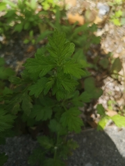 Artemisia princeps