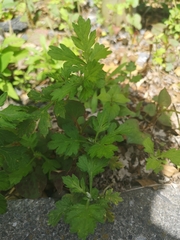 Artemisia princeps