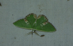Comibaena bajularia