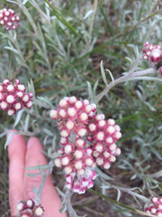 Antennaria rosea