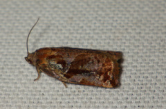 Archips oporana