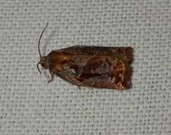 Archips oporana