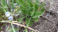 Polemonium californicum