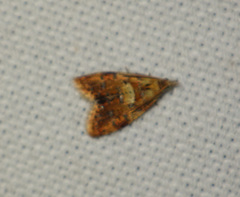 Pseudargyrotoza conwagana