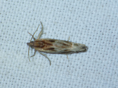 Eucosma cana
