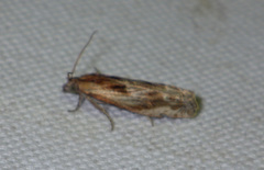 Eucosma cana