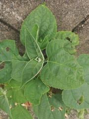 Clerodendrum trichotomum