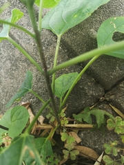 Clerodendrum trichotomum