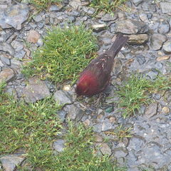 Carpodacus formosanus