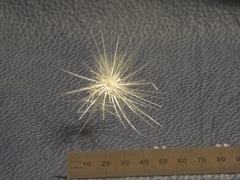 Cynara cardunculus cardunculus