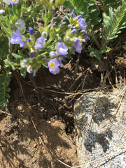 Polemonium californicum