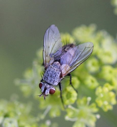 Bithia immaculata