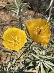 Calochortus weedii weedii