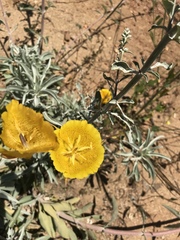 Calochortus weedii weedii