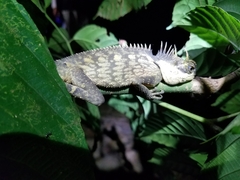 Acanthosaura phuketensis