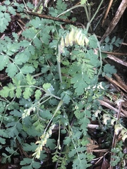Corydalis ophiocarpa