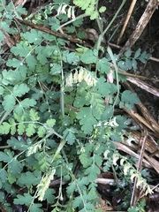 Corydalis ophiocarpa