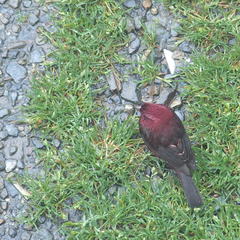 Carpodacus formosanus