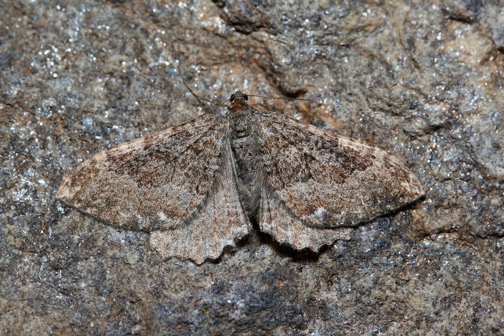 Rheumaptera montivagata
