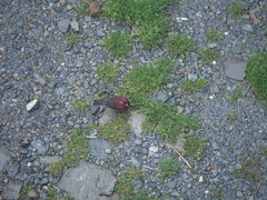 Carpodacus formosanus
