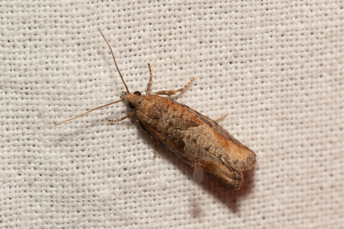 Large Sallow Bell
