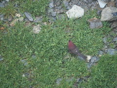 Carpodacus formosanus