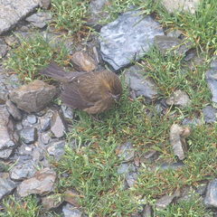 Carpodacus formosanus