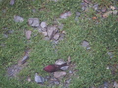 Carpodacus formosanus