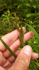 Carex shortiana