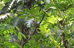 Pycnonotus zeylanicus