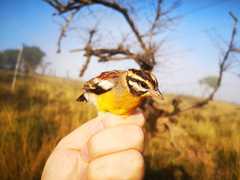 Emberiza flaviventris flaviventris