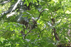 Pycnonotus zeylanicus