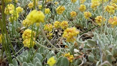 Eriogonum diclinum